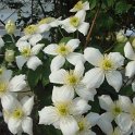 Clematis spooneri